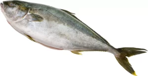 Gelbflossenmakrele