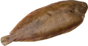 Seezunge
