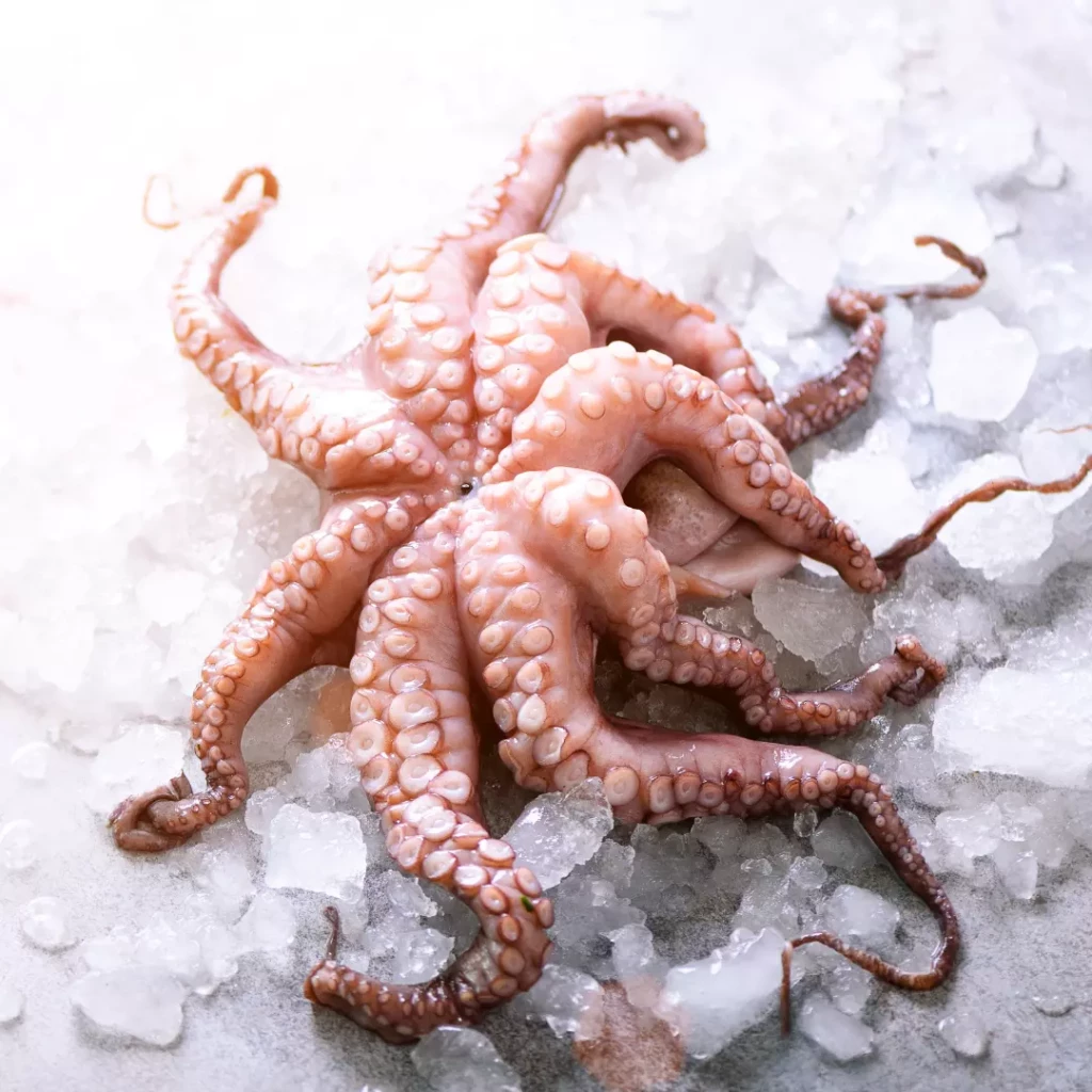 Oktopus