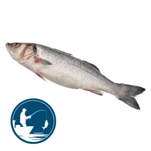 Loup de mer, mit Angeln gefangen